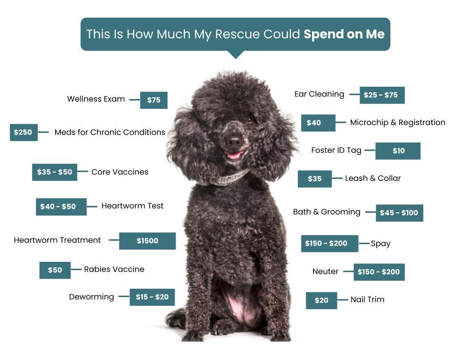 Arizona Poodle Rescue Fee Graphic