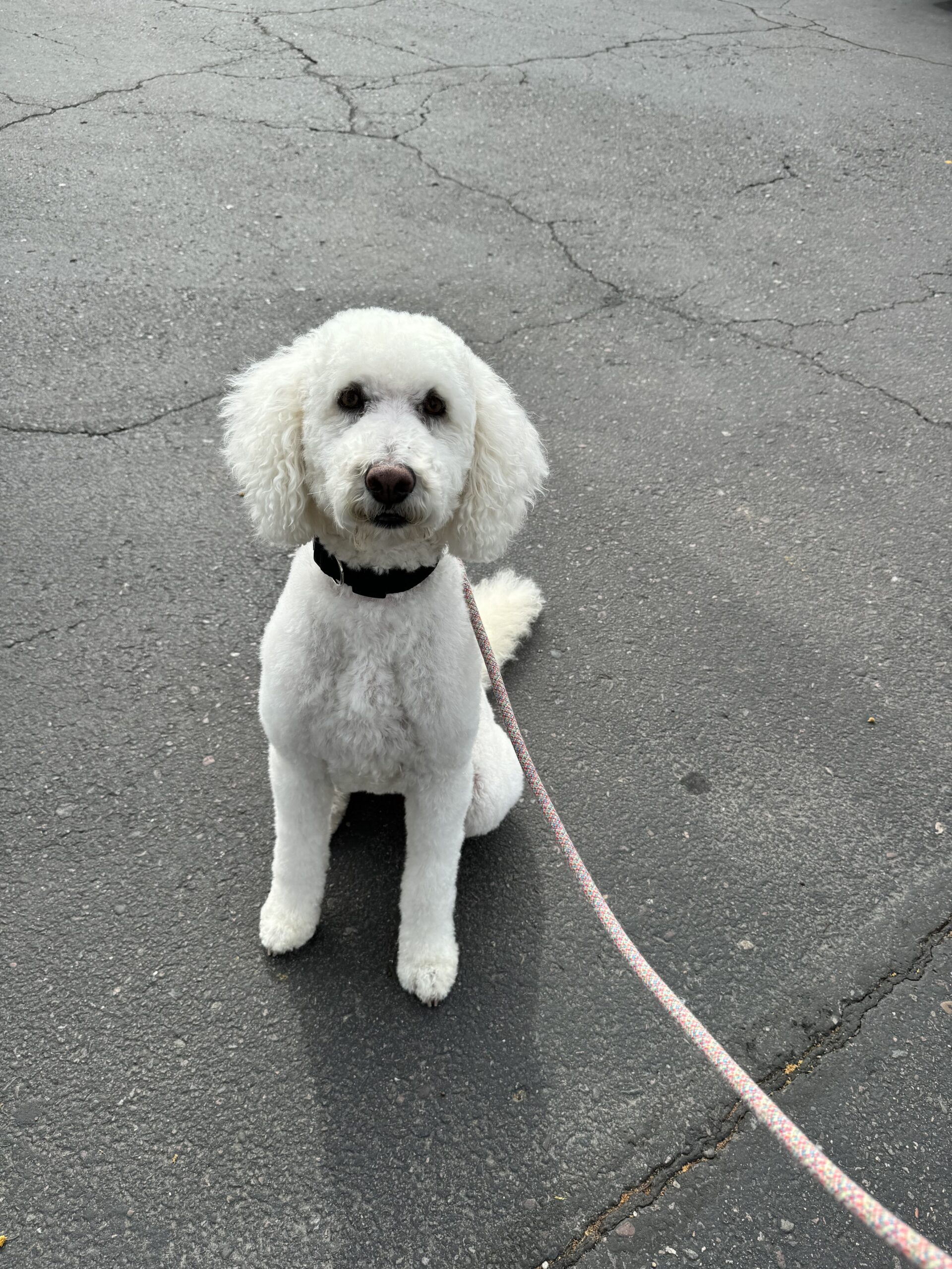 Oikustandard Poodle Rescue In Michigan 46