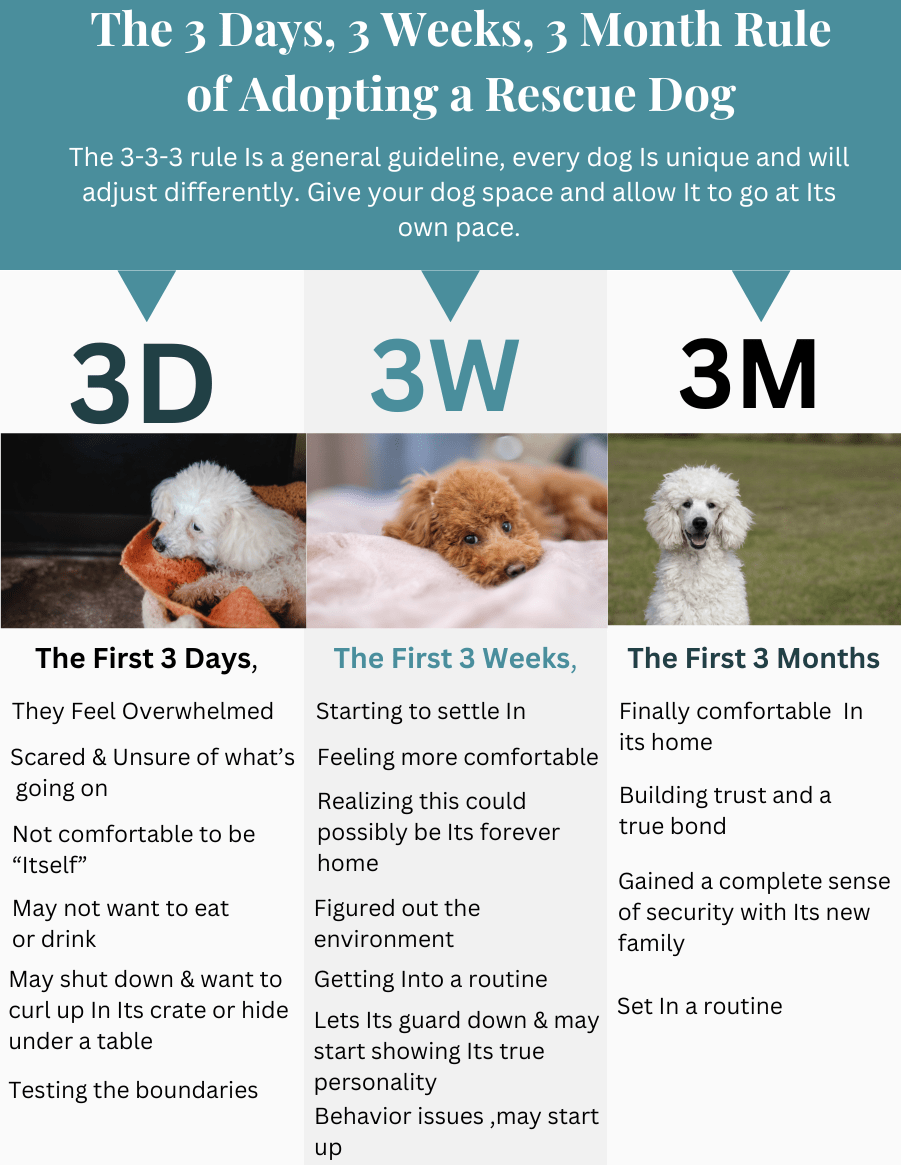 The 3 Days, 3 Weeks, 3 Month Rule of Adopting a Rescue Dog