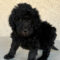 Nash Atwell