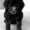 Nash Atwell
