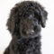 Baxter Stallings
