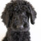 Baxter Stallings