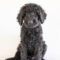Baxter Stallings