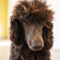 Finnigan Comstock