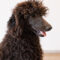 Finnigan Comstock