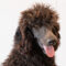 Finnigan Comstock