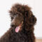 Finnigan Comstock