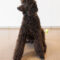 Finnigan Comstock