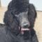 Finnigan Comstock