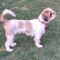 Toby