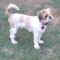 Toby