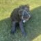 Lainey