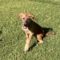 Rudy